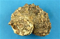 藏品(黑棘冠螺)的圖片